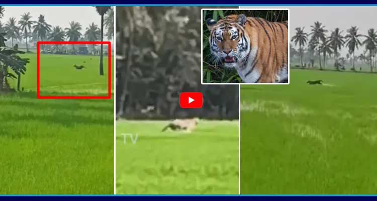 బాబోయ్ పెద్ద పులి..!