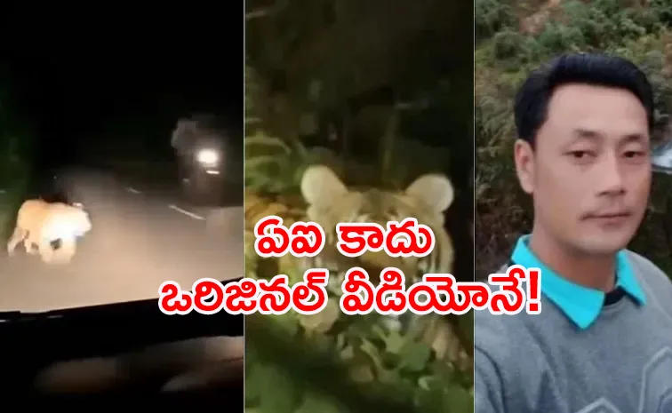 బైకర్‌పై దూకి.. లాక్కెల్లి చంపిన పెద్దపులి