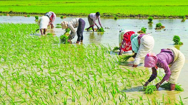 వరి సాగు 80 శాతం
