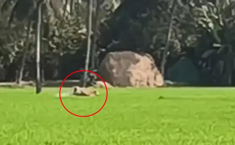 ఎట్టకేలకు దొరికిన పులి.. ఊపిరి పీల్చుకున్న ప్రజలు