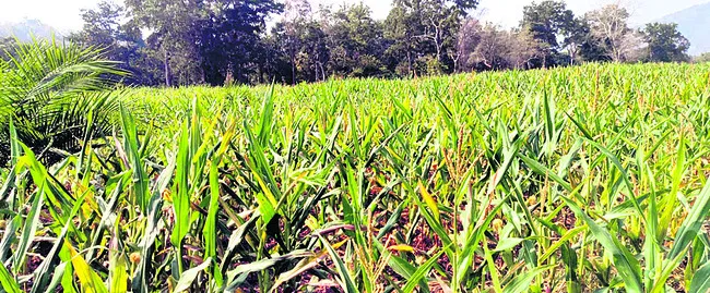 ముంచిన మొక్కజొన్న సీడ్‌! 