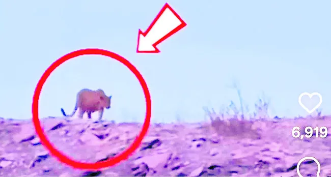 వీబీఆర్‌ పరిసరాల్లో చిరుత సంచారం