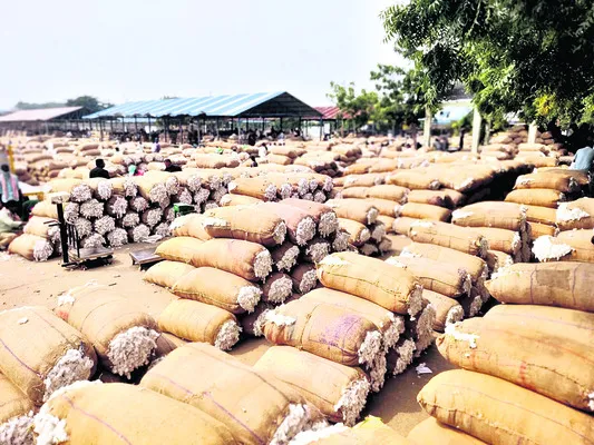 చివరి దశకు పత్తి కొనుగోళ్లు 