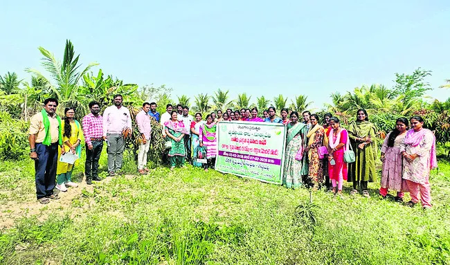 జీవామృతంతో చీడపీడల నివారణ