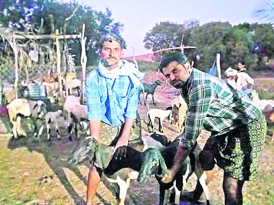 గొర్రె పిల్లలపై చిరుత దాడి 