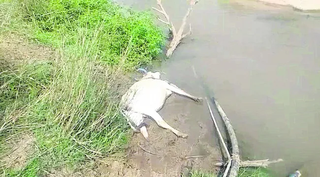 విద్యుదాఘాతంతో మహిళ మృతి