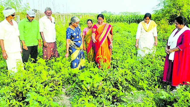 ప్రకృతి వ్యవసాయం భావితరాలకు వరం 