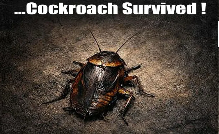 వేశ్యతో కిరాయి హంతకుడి ప్రేమాయణం.. కాక్రోచ్‌ సెన్సార్‌ పూర్తి