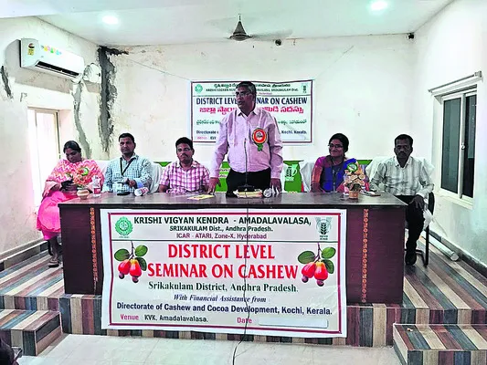 జీడిమామిడి సాగుతో గిరిజన రైతులకు అధిక ఆదాయం 