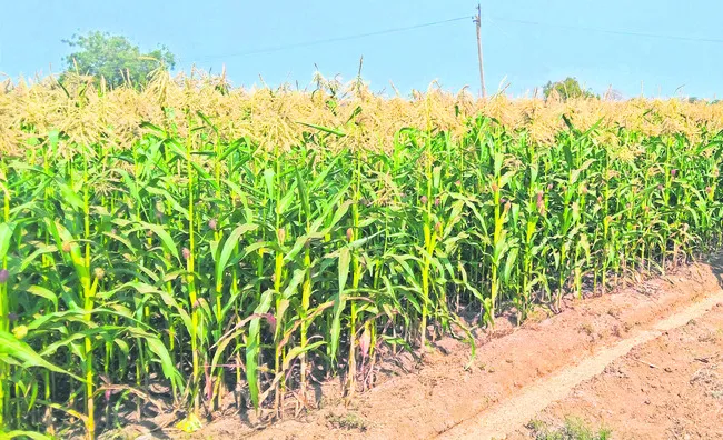 జోరుగా మొక్కజొన్న సాగు 