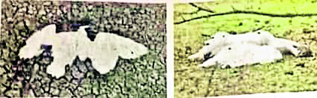 ● వలస పక్షుల విలవిల