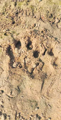 వామ్మో.. పులి 