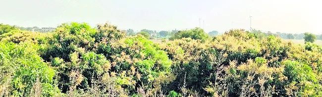 కీలక దశ.. మెళకువలతో లాభాల దిశ 