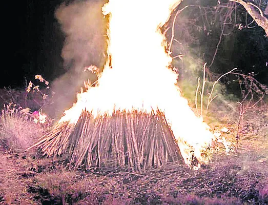 కుట్రకు బూడిదైన టమాట సీడ్‌ కట్టెలు