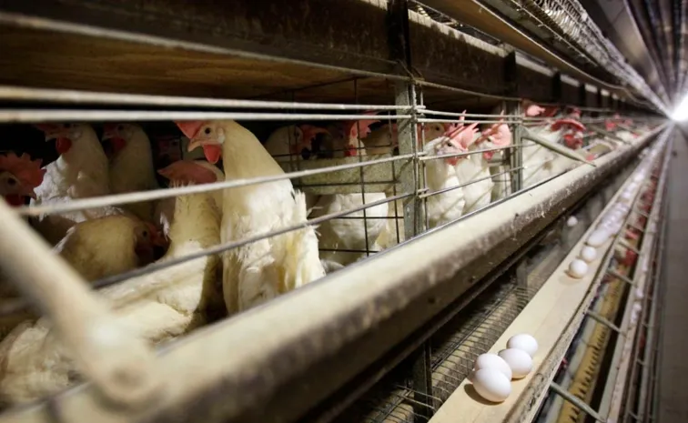 Annamayya: బర్డ్‌ఫ్లూ కలకలం.. 28వేల కోళ్లు మృతి