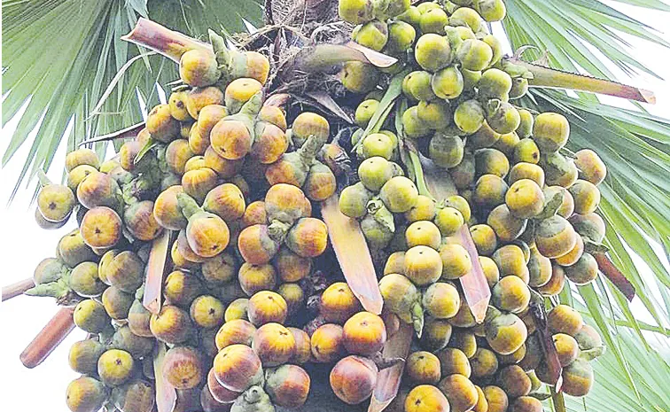 30 types of food products are made from palm trees