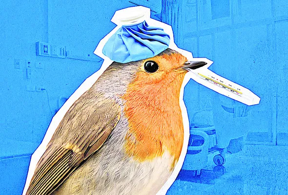 పొంచి ఉన్న పక్షి జ్వరం 