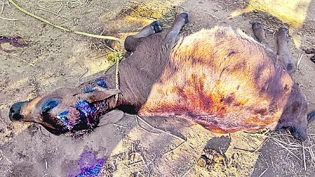 కోహెడలో పెద్దపులి కలకలం 