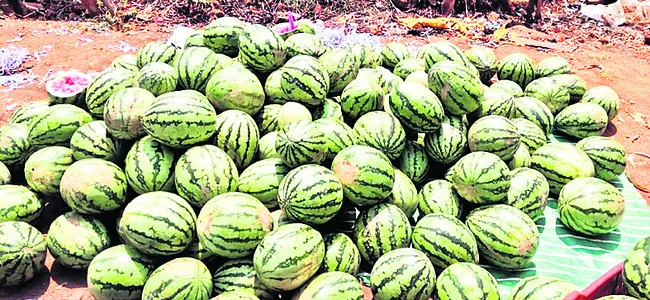 పుచ్చకాయలకు భలే గిరాకీ!
