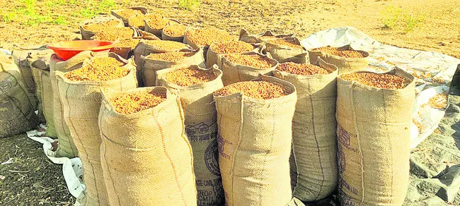 శెనగ కొనుగోళ్లు ఎప్పుడో?