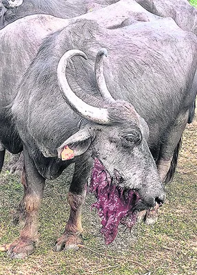 నాటుబాంబు పేలి గేదెకు తీవ్ర గాయాలు