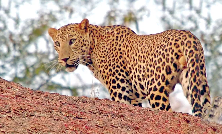 18-year-old battles leopard with bare hands, kills it using stones in Himachal village