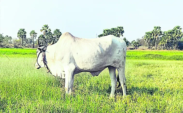 చి‘వరి’ ఆశలు!