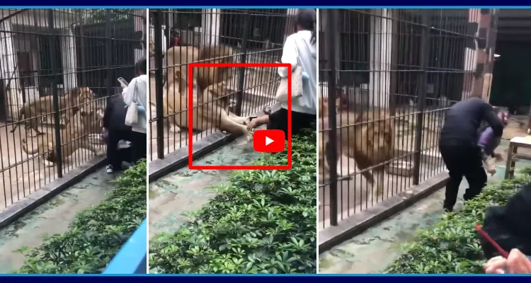 జూలో ఫుడ్ పెట్టిన చిన్నారిపై సింహం దాడి..