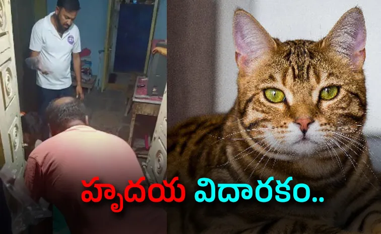 మంచిర్యాల: వృద్ధురాలి చేతిని పీక్కుతిన్న పిల్లులు!