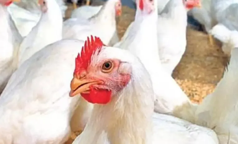 chicken prices hike in telangana