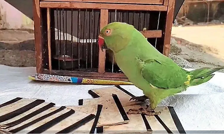 చిలుక జ్యోతిష్యుడిని నమ్మి నిండా మునిగిన ఐటీ అధికారి