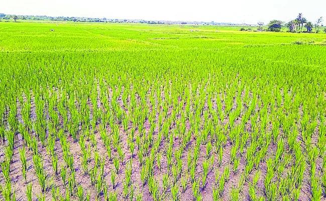 చివరి దశకు సాగు