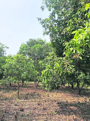 మామిడి రైతుల ఆశలు ఆవిరి!