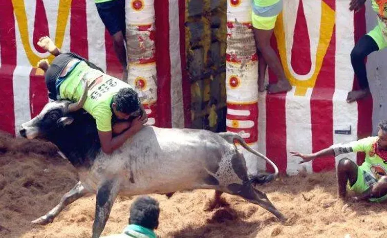 జల్లికట్టులో విషాదం.. ముగ్గురు మృతి 