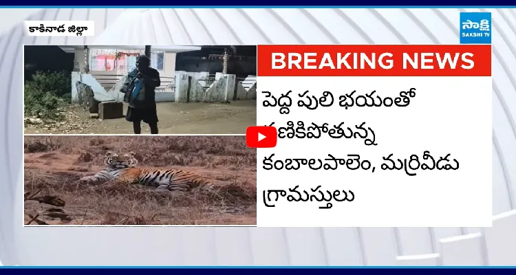 కాకినాడలో పెద్దపులి.. బయటకు రావొద్దని హెచ్చరిక