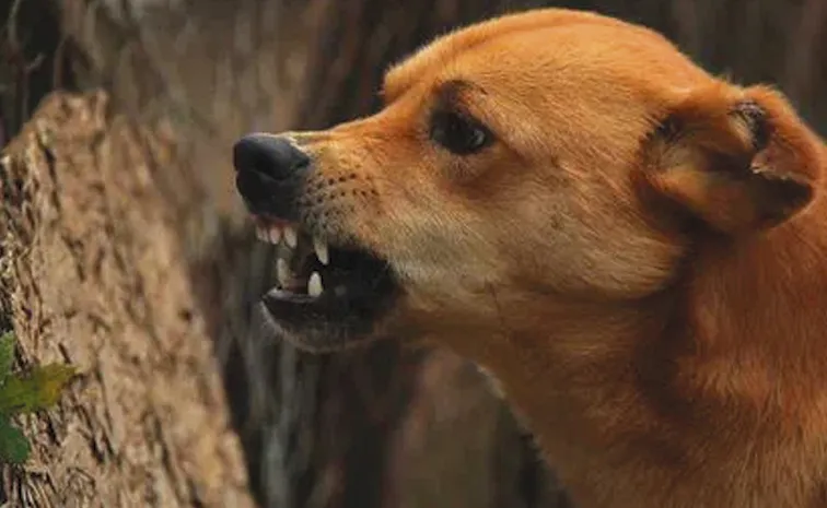 15 Injured In Stray Dog Attack In Siddipet District