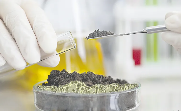 మన్నే మాణిక్యం!