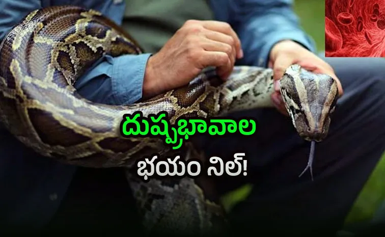 కొండచిలువ రక్తంతో ఊబకాయానికి చెక్‌..!