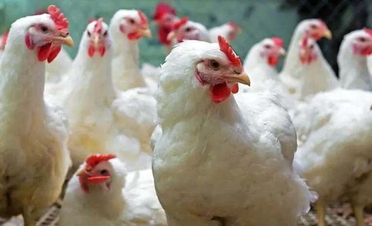 chicken prices hit record high for first time