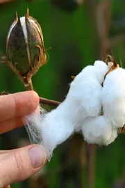 Govt to Fix BT Cotton Seed MRP for 2026-27 Kharif Season