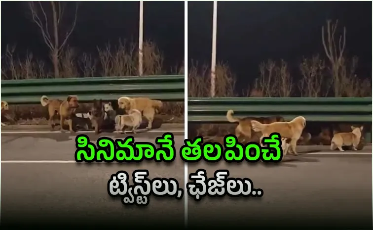 అద్భుతంగా ప్రాణాలతో బయటపడ్డాయ్‌..! కానీ 17 కిలోమీటర్లు..