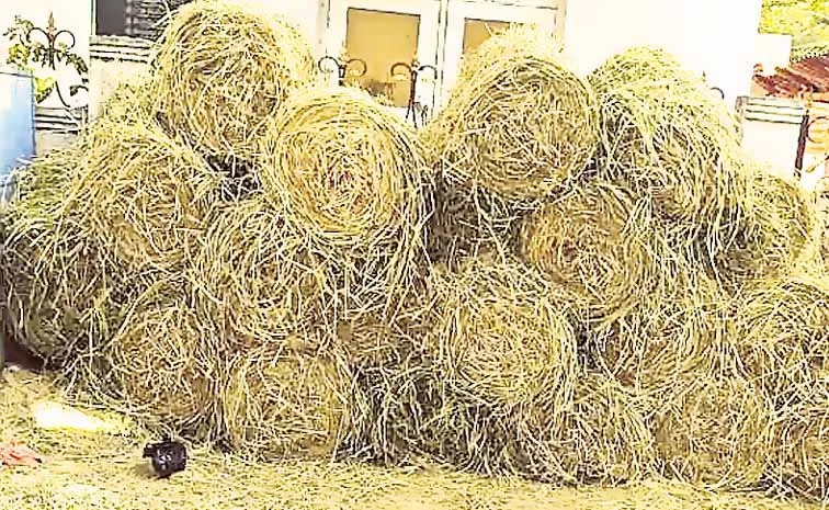 'గడ్డి'కి గడ్డుకాలం