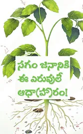 how fertilizers useful to present farming in India Sagubadi explainer