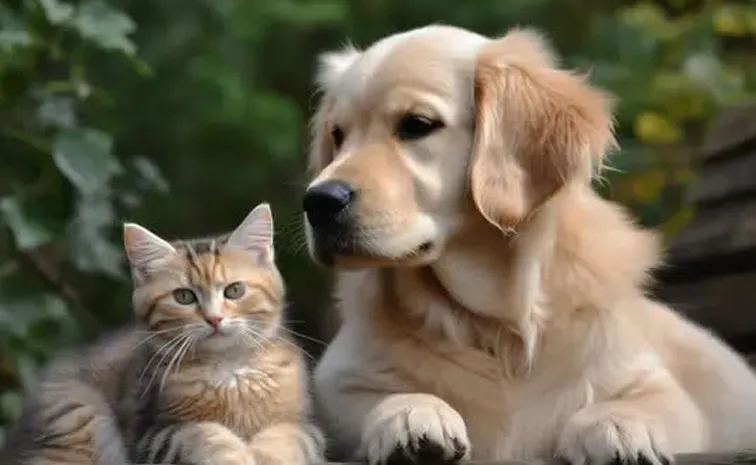 7 కోట్ల పెంపుడు కుక్కలున్న దేశం ఏదో తెలుసా? 