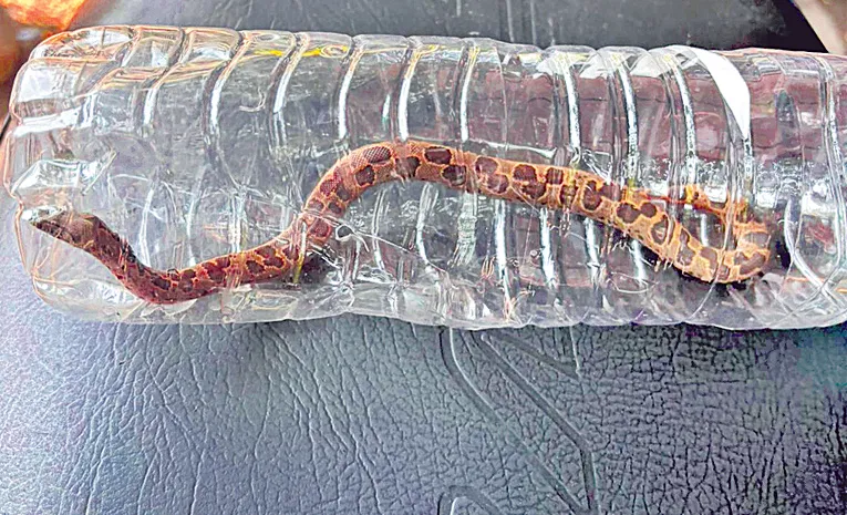 Snake found inside the bike