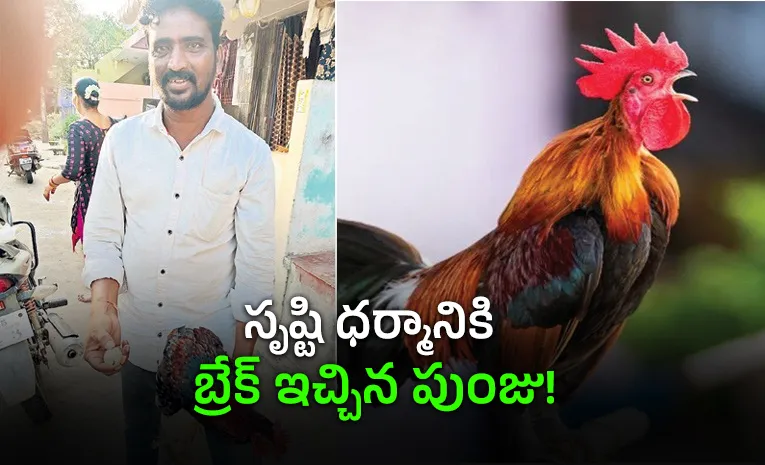 కోడిపుంజు గుడ్డు పెట్టింది.. గ్రామం మొత్తం షాక్!  