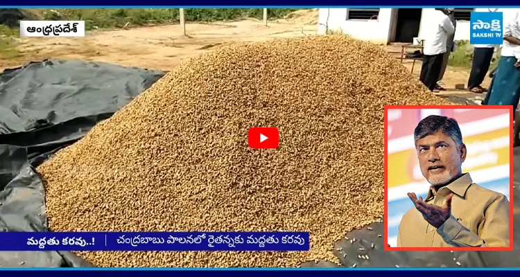 పడిపోతున్న పల్లీ ధరలు.. పట్టించుకోని బాబు సర్కార్