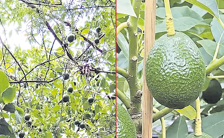 ఫలప్రదం