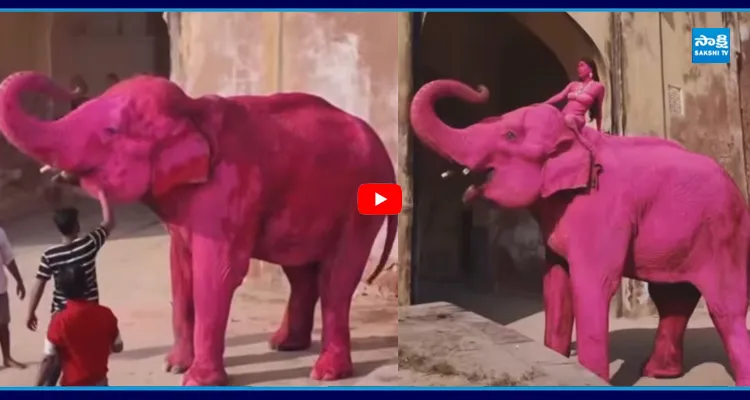 జైపూర్‎లో గులాబీ రంగు ఏనుగు