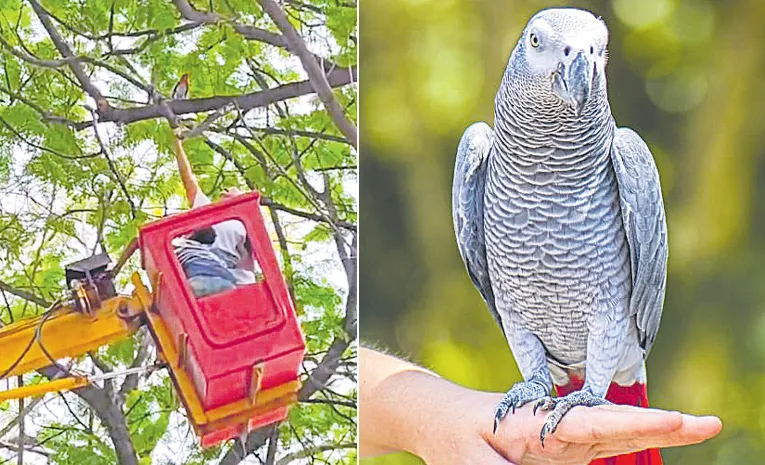 Expensive African Grey Parrot Causes a Stir in Srinagar Colony